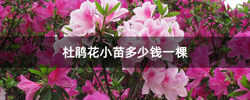 杜鹃花小苗多少钱一棵
