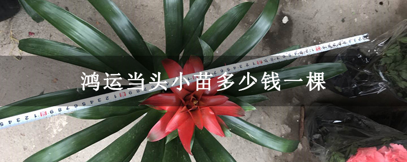 鸿运当头小苗多少钱一棵