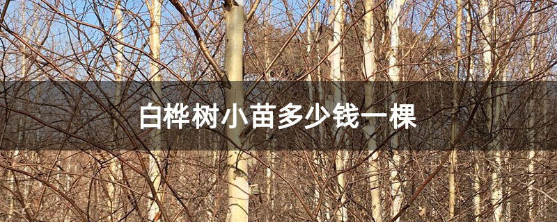 白桦树小苗多少钱一棵