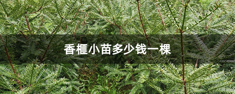 香榧小苗多少钱一棵