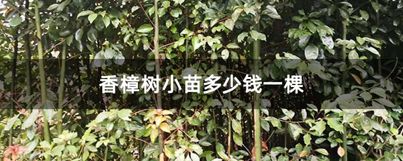香樟树小苗多少钱一棵
