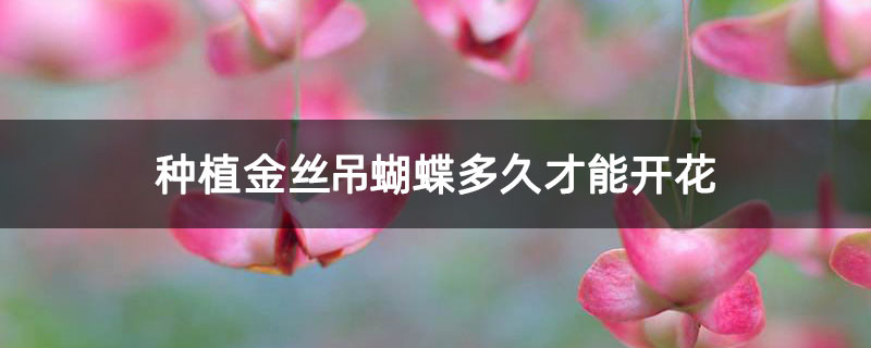 金丝吊蝴蝶几月份移栽