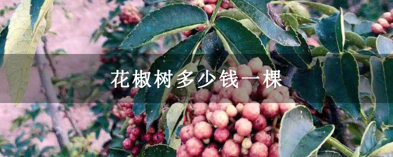 花椒树多少钱一棵