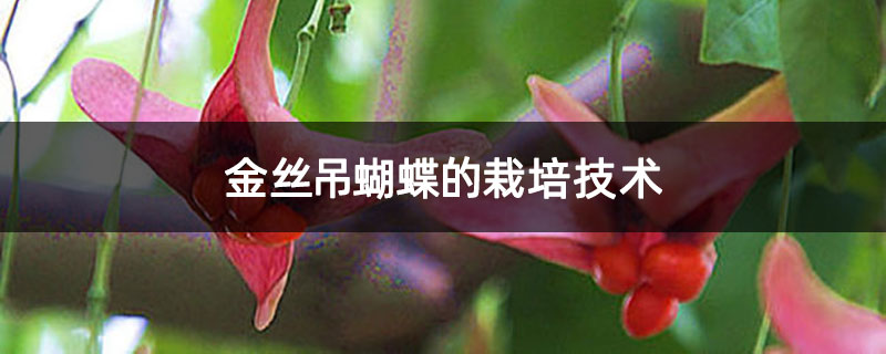 金丝吊蝴蝶的栽培技术