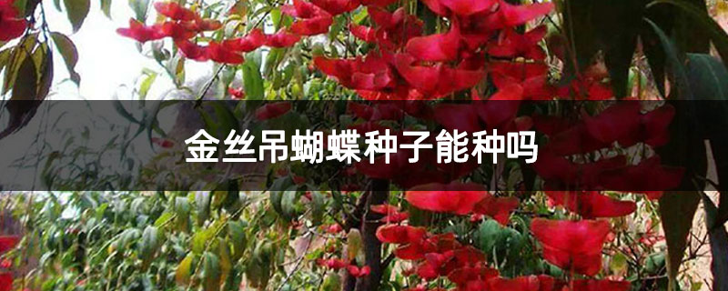 金丝吊蝴蝶种子能种吗?