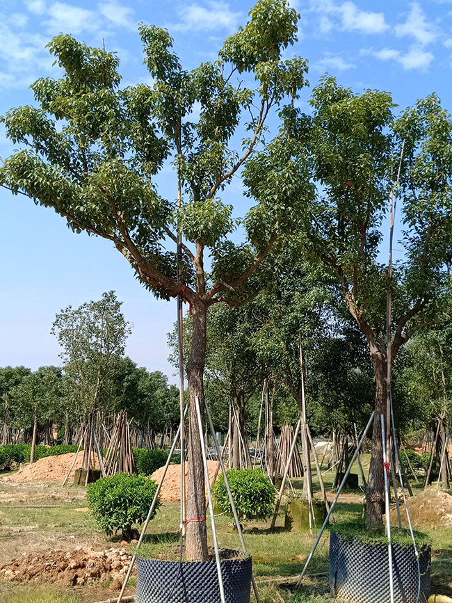 香樟树要怎么移栽?香樟树能不能裸根移栽