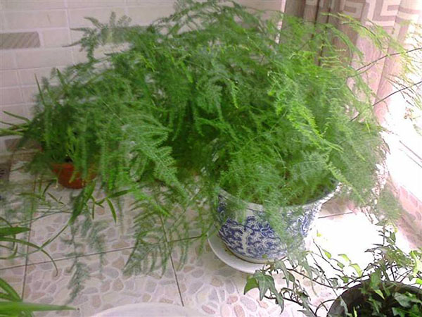 文竹盆栽