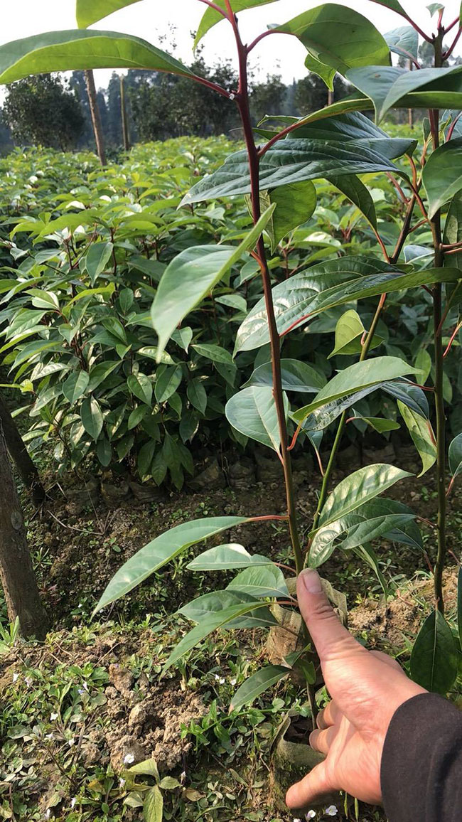 香樟树秋天可以移栽吗?香樟树移栽的最佳时间
