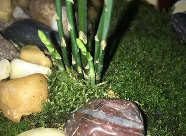 文竹的笋芽