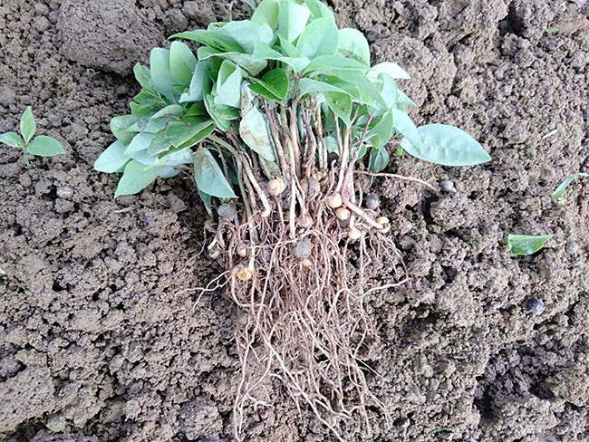 香樟树冬天移植可以吗?香樟树苗的移植方法