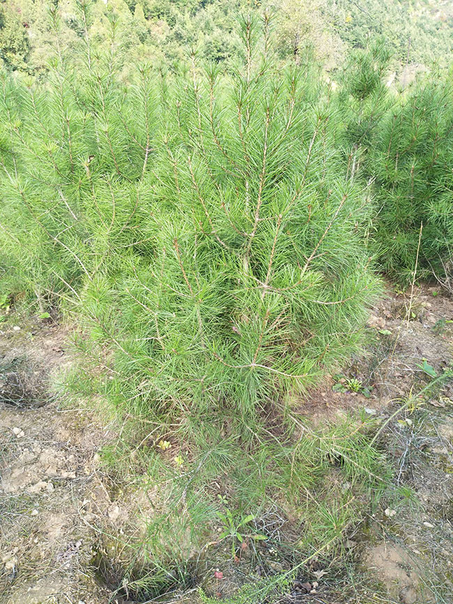 夏季可以栽植白皮松吗？什么季节种植白皮松好