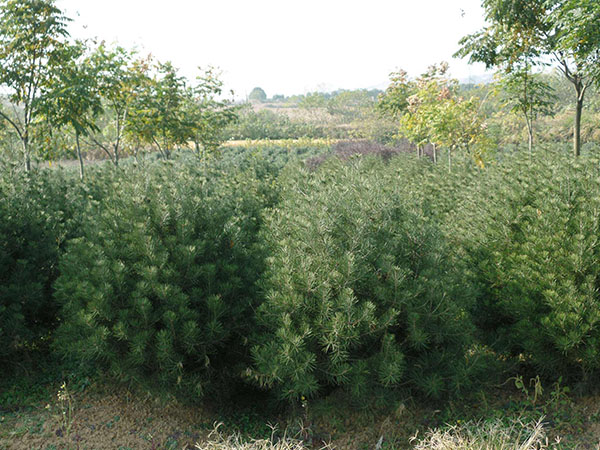 怎么判断移植白皮松的死活？白皮松假活原因及解决办法