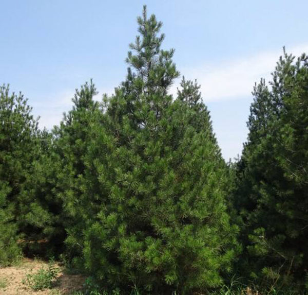 如何判断白皮松苗木质量？采购白皮松判断苗木质量技巧