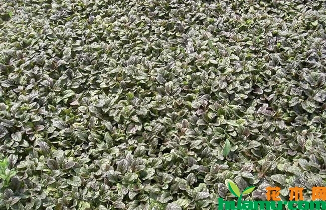 多花筋骨草 多花筋骨草