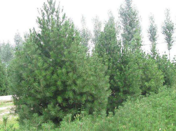 白皮松种植基地实拍