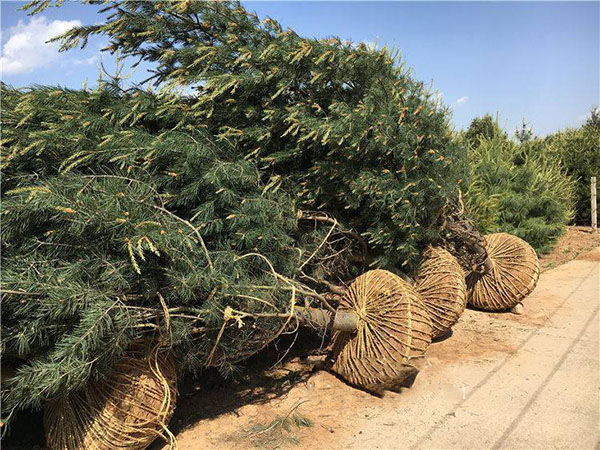 白皮松种植基地实拍