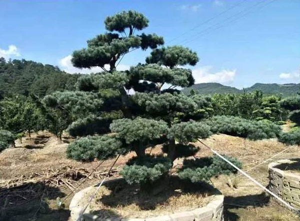 白皮松