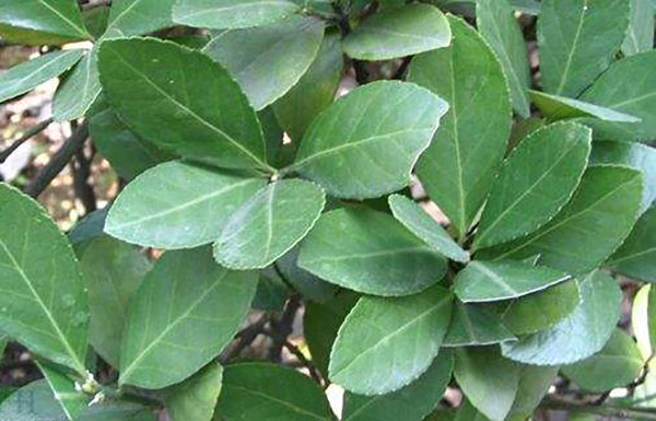 冬青球怎么种植？冬青球种植方法简介