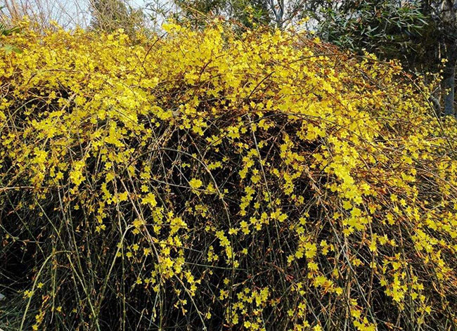 迎春花