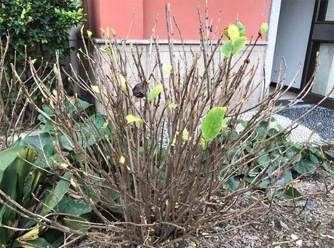 绣球花
