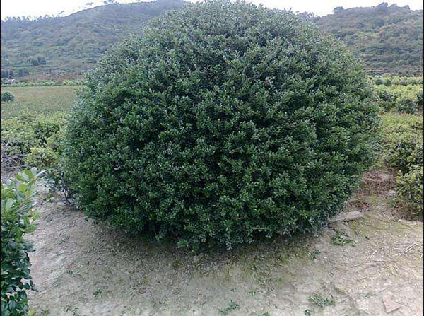 龟甲冬青球