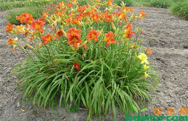 大花萱草的花语