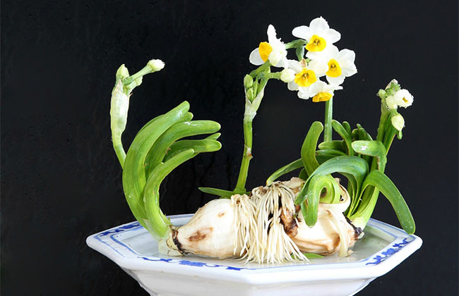 水仙花
