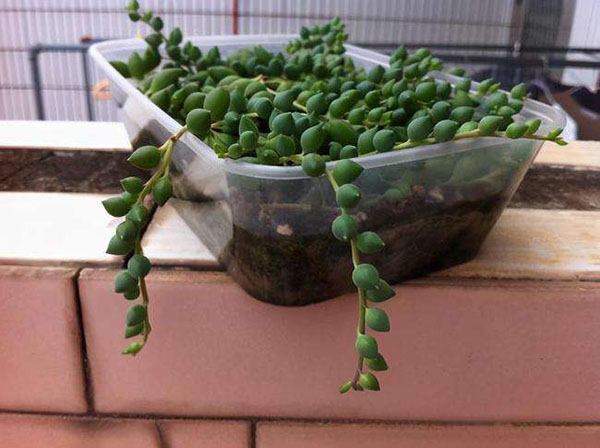 盆栽珍珠吊兰