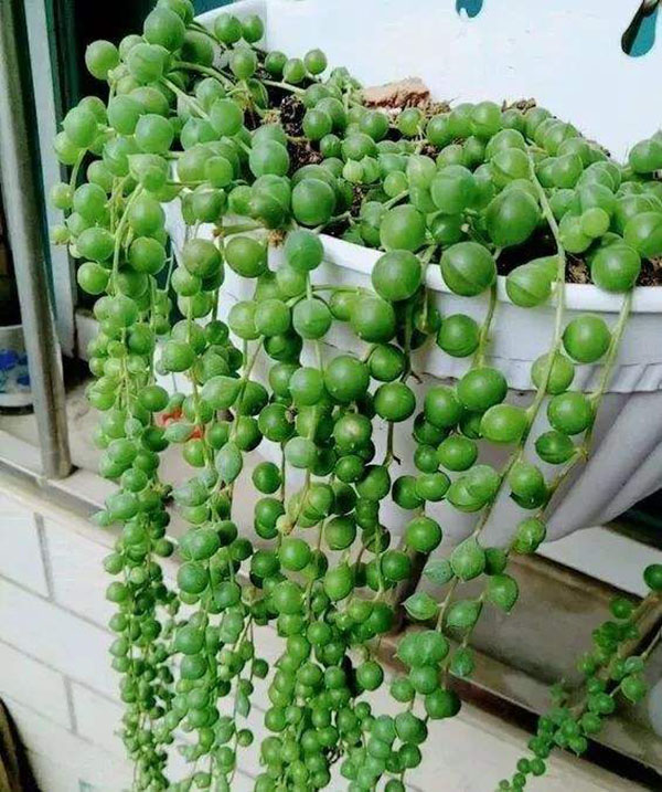 珍珠吊兰