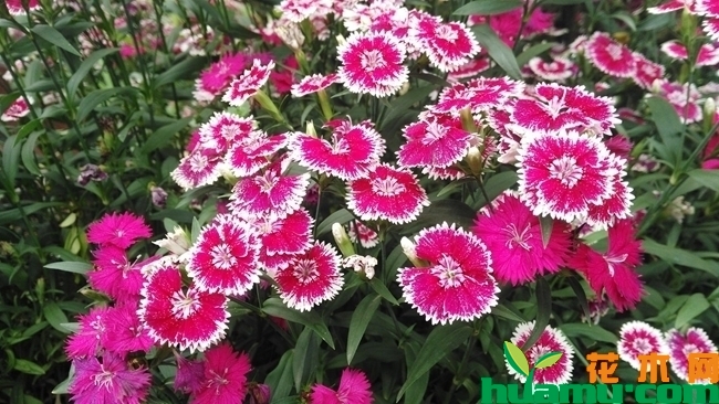 石竹花花语