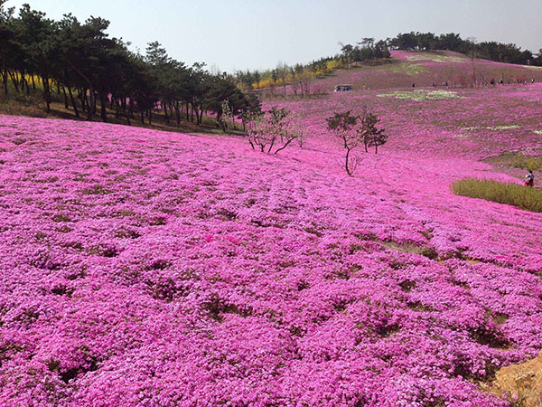 福禄考开花