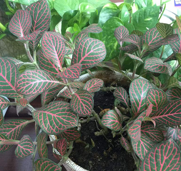 红网纹草
