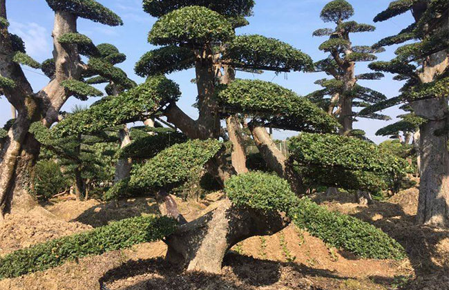 杂木盆景用什么土?盆景用土的配制方法