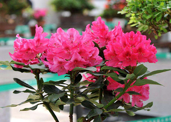 杜鹃花