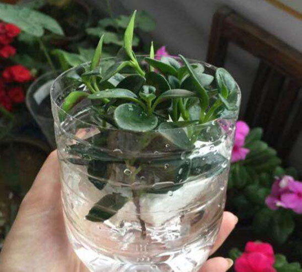 水培金鱼吊兰