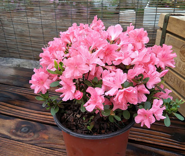 小盆杜鹃花
