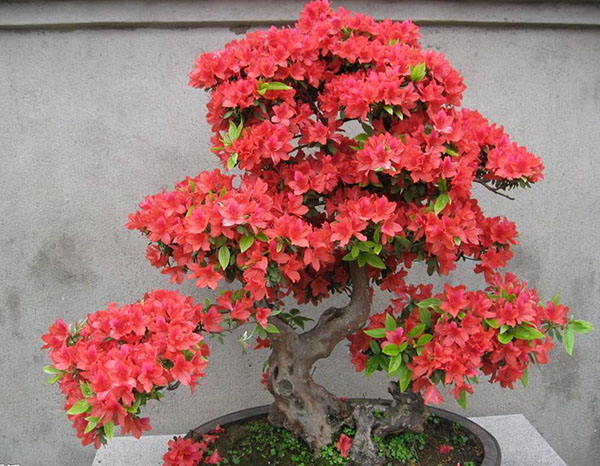 杜鹃花盆景