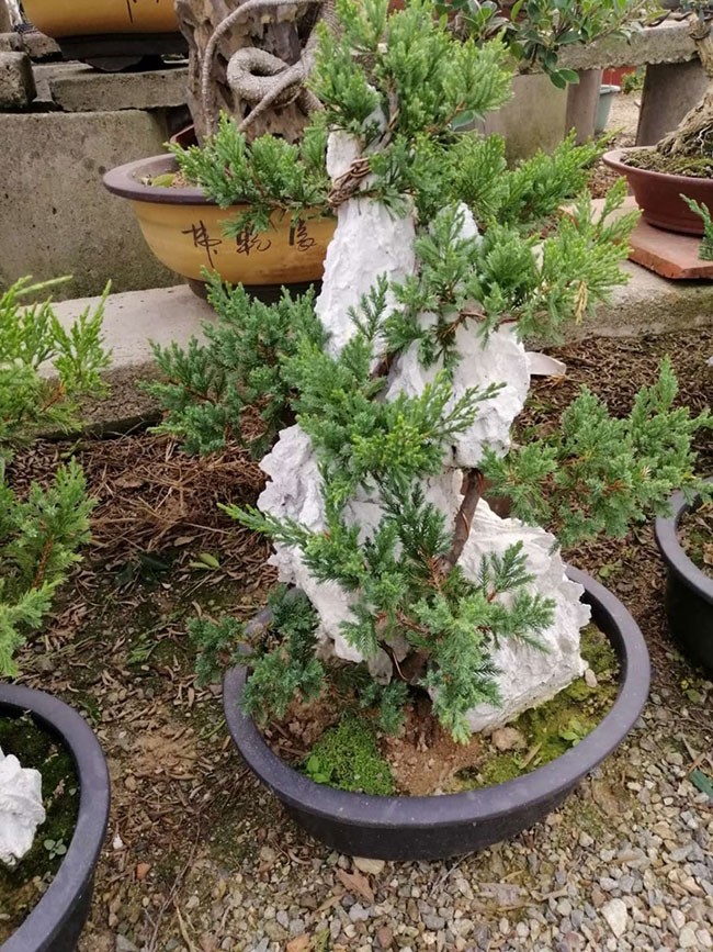 柏树盆景怎么造型?柏树盆景造型要领