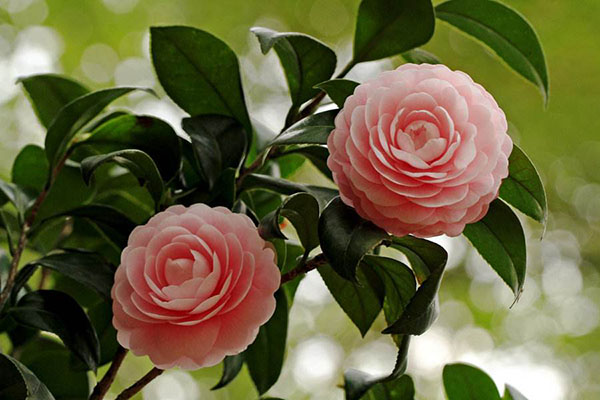 冬季茶花需“进补”，做好了不掉花苞不落叶