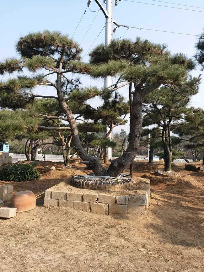 松柏盆景