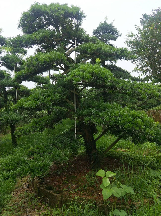 松柏盆景什么时候换土?松柏盆景换土方法