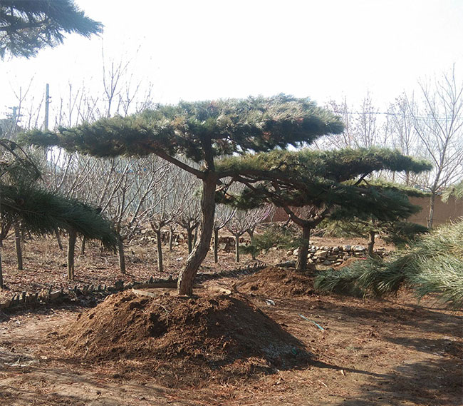 松柏盆景什么时候换土?松柏盆景换土方法