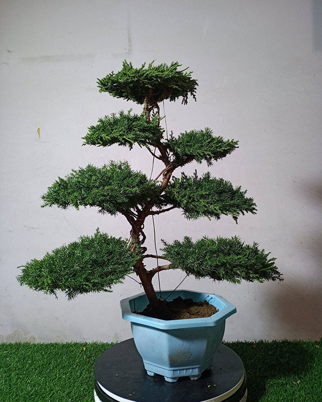 如何栽种松柏盆景?松柏盆景种植方法