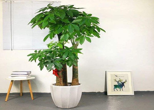 发财树