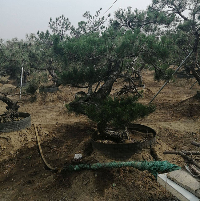 松柏盆景用什么土?松树盆景配土问题介绍