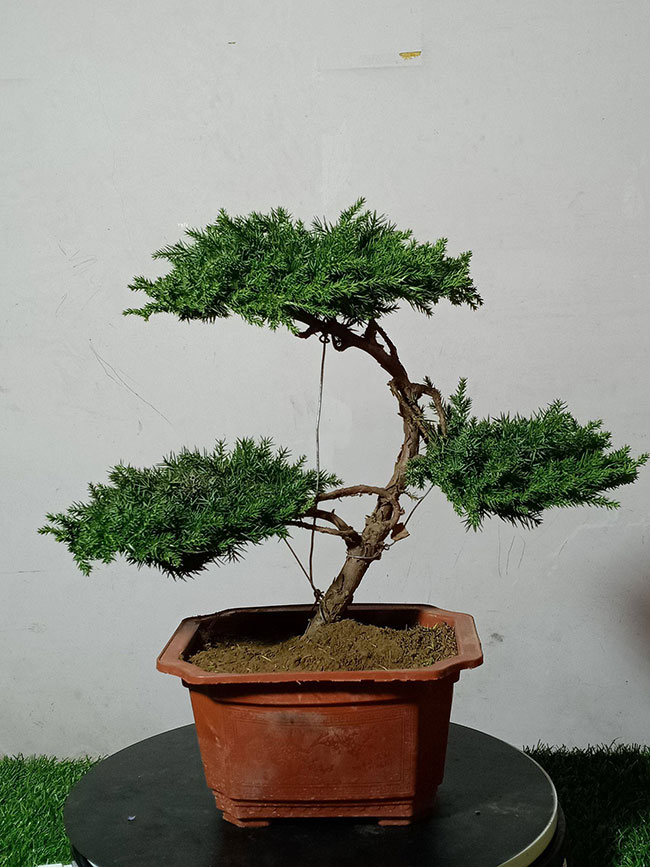 如何栽种松柏盆景?松柏盆景种植方法