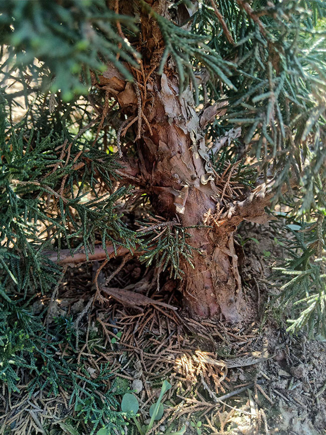 如何栽种松柏盆景?松柏盆景种植方法