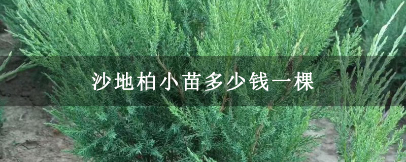 沙地柏小苗多少钱一棵