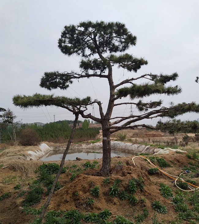 松柏盆景用什么土?松树盆景配土问题介绍