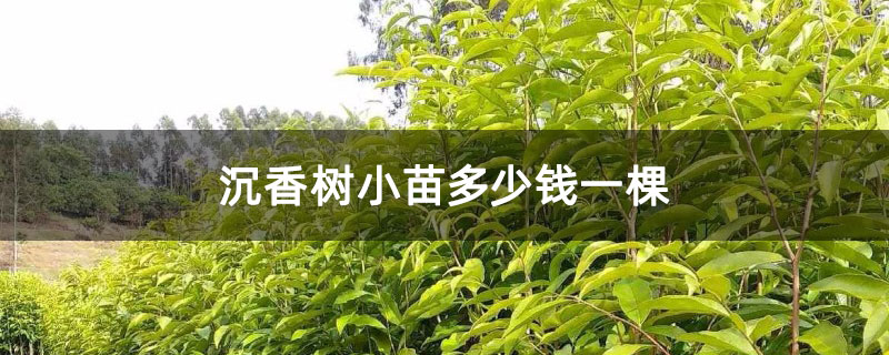 沉香树小苗多少钱一棵